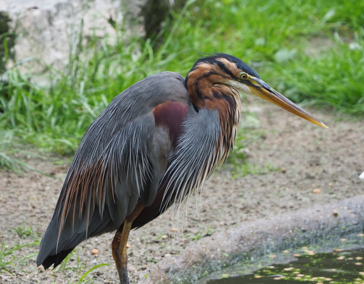 Purple heron (Ardea purpurea), 2021-07-03