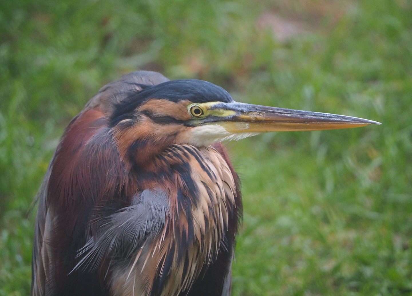Purple heron (Ardea purpurea), 2021-10-10