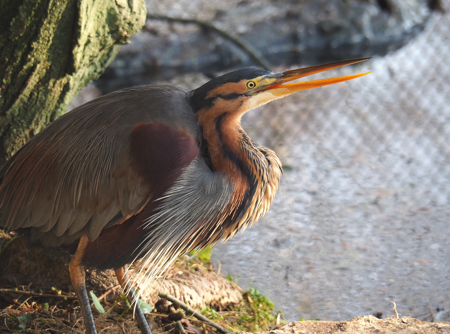 Purple heron (Ardea purpurea), 2021-12-22