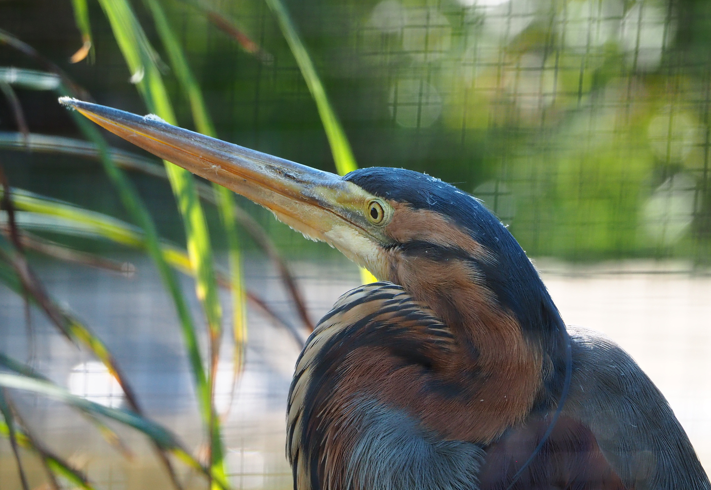 Purple heron (Ardea purpurea), 2022-03-08