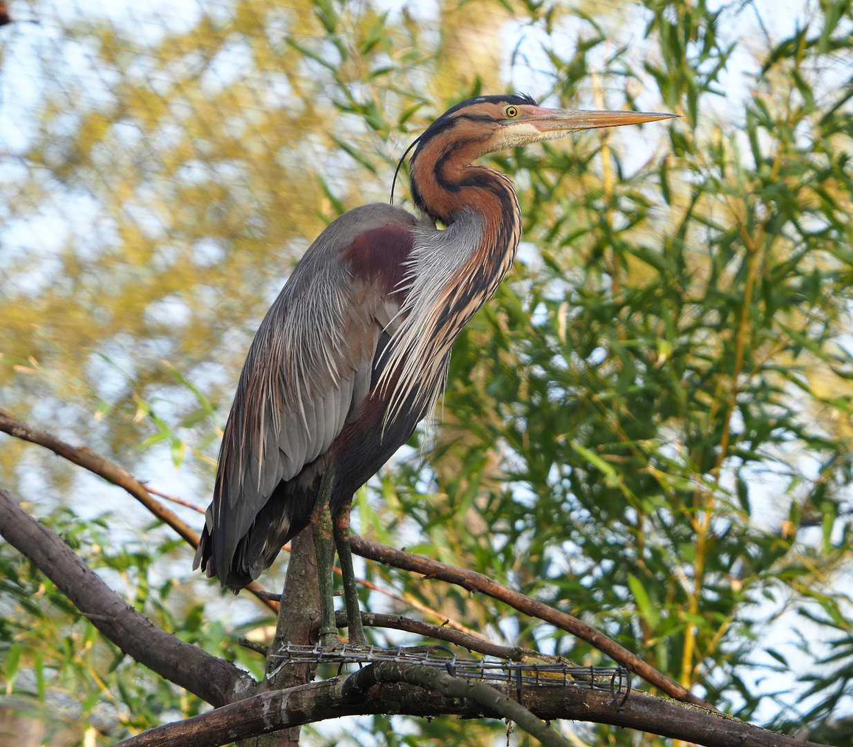 Purple heron (Ardea purpurea), 2022-04-12