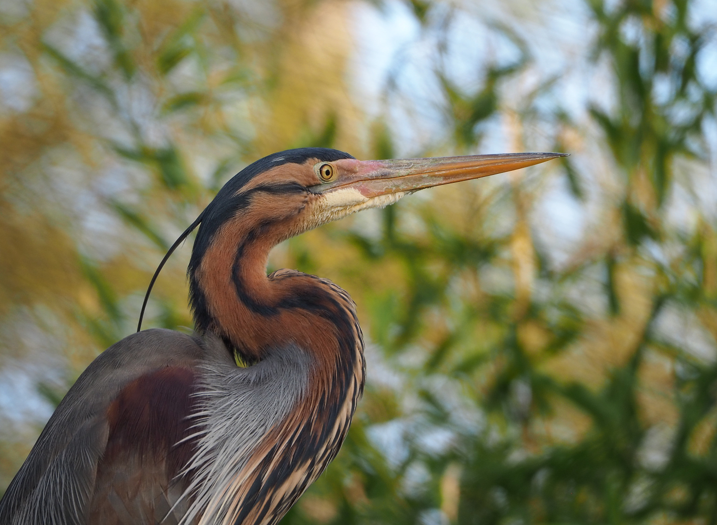 Purple heron (Ardea purpurea), 2022-04-12