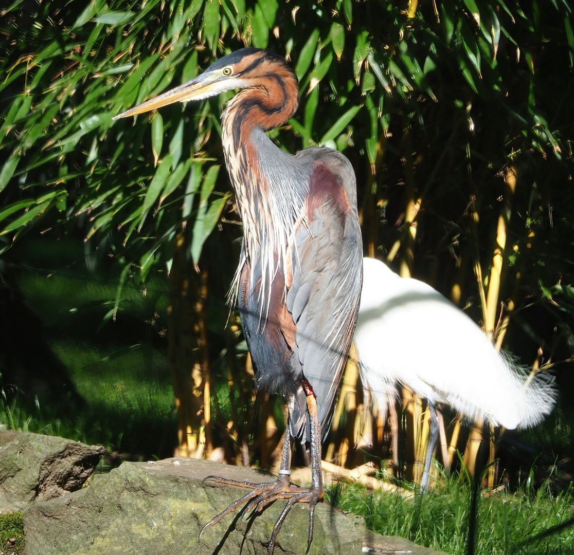 Purple heron (Ardea purpurea), 2022-06-15