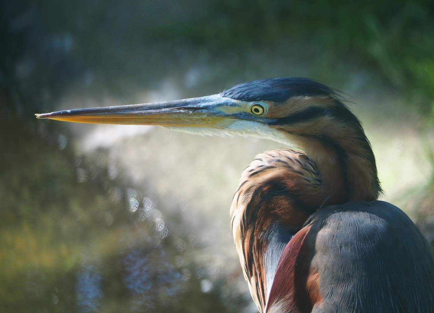 Purple heron (Ardea purpurea), 2022-06-15