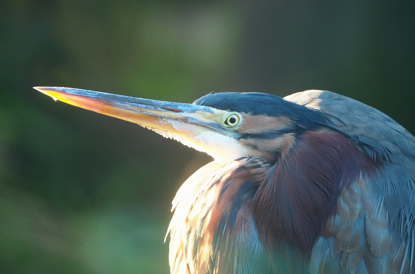 Purple heron (Ardea purpurea), 2022-10-19