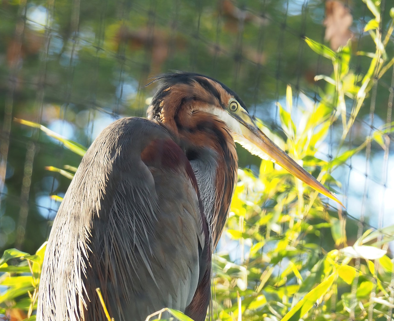 Purple heron (Ardea purpurea), 2022-11-12
