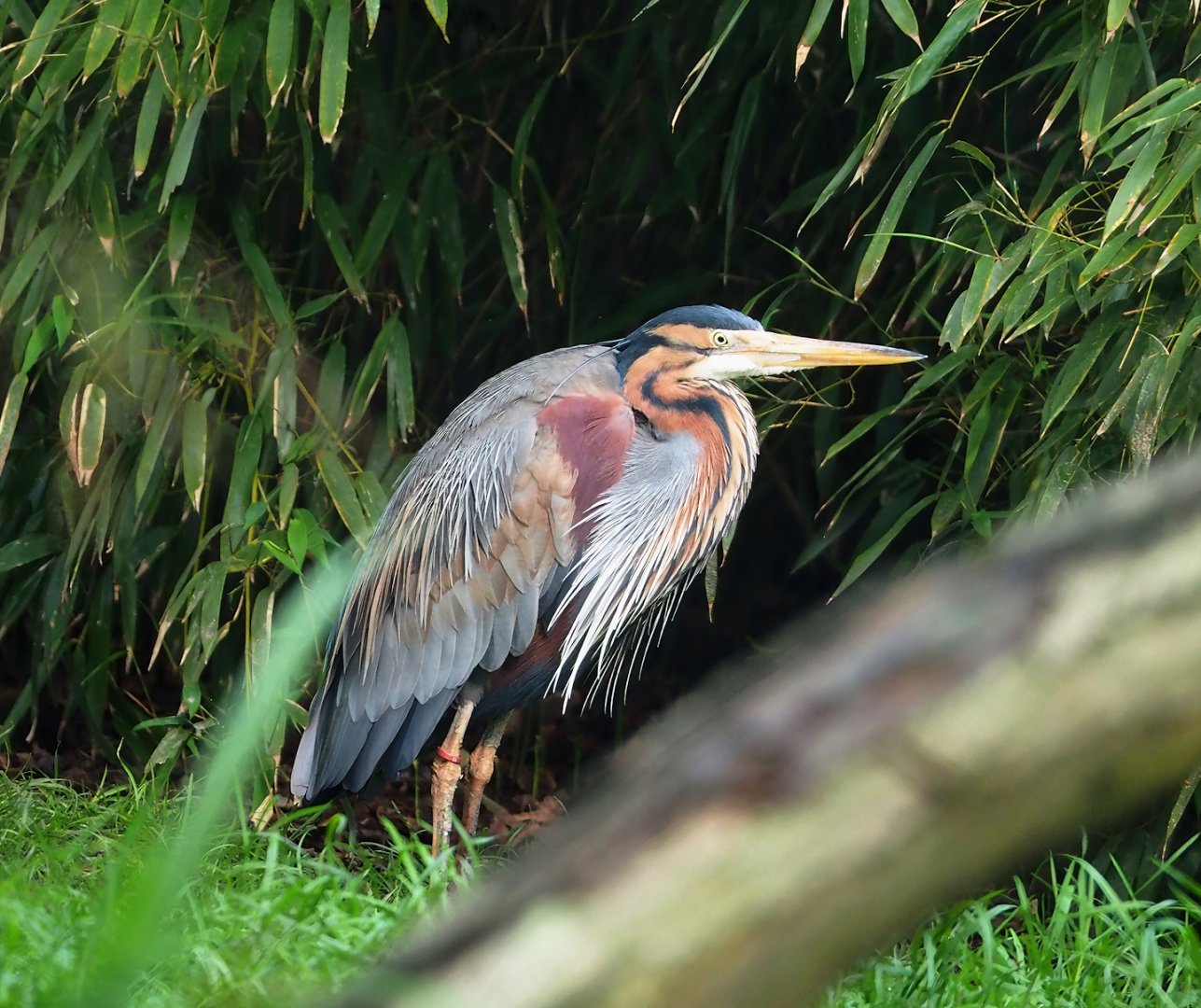 Purple heron (Ardea purpurea), 2023-05-13