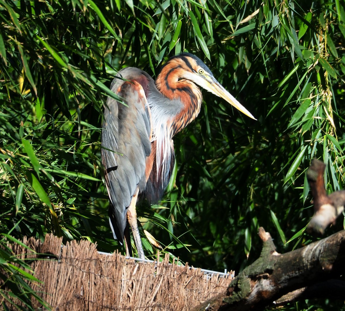 Purple heron (Ardea purpurea), 2023-07-08