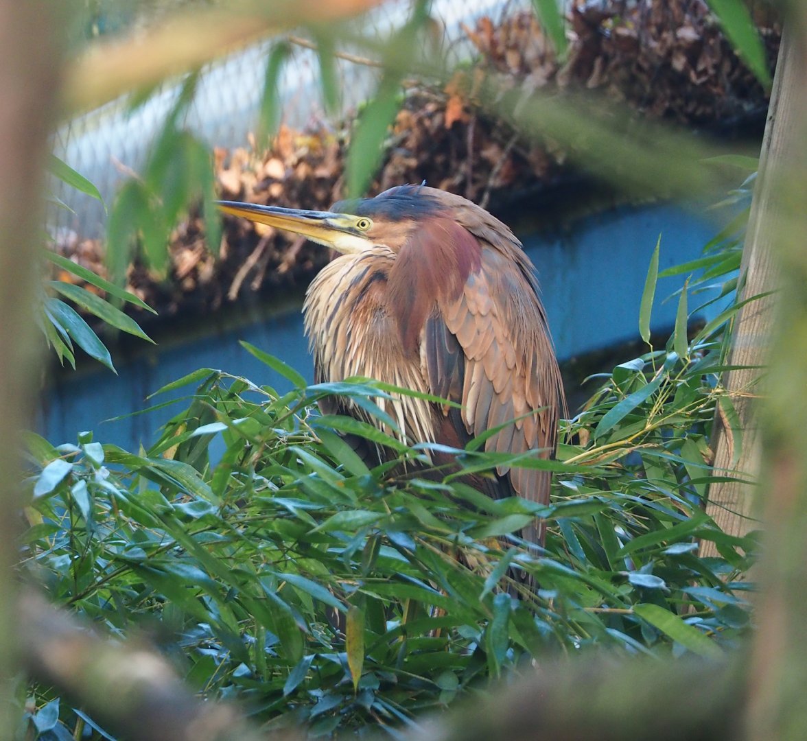 Purple heron (Ardea purpurea), 2023-10-04