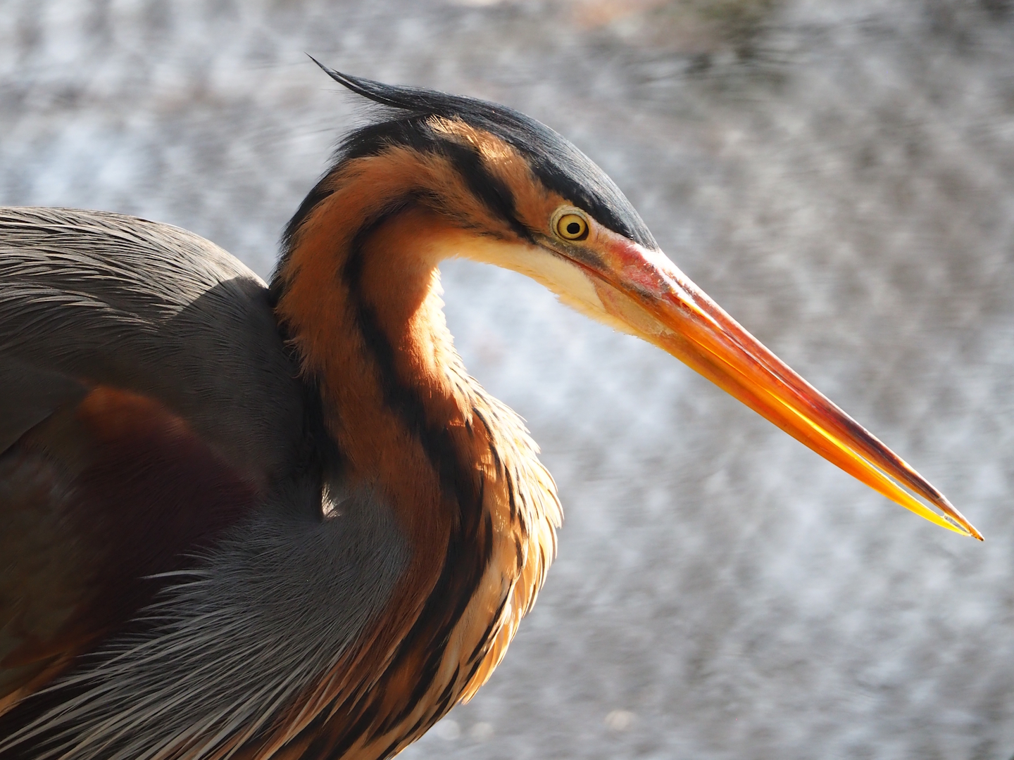 Purple heron (Ardea purpurea), 2024-03-04