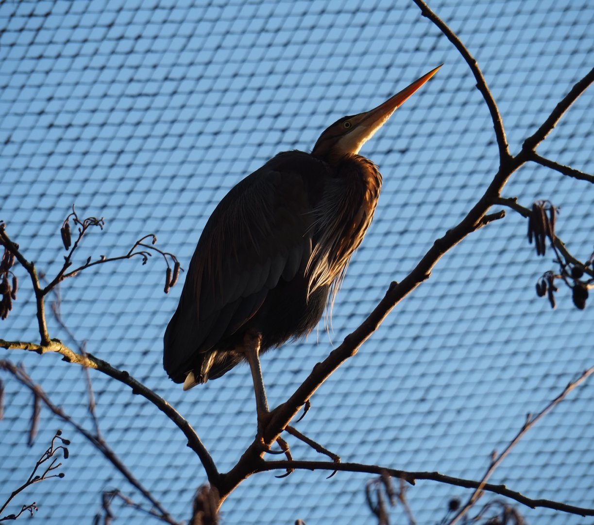 Purple heron (Ardea purpurea), Jan 20th, 2019