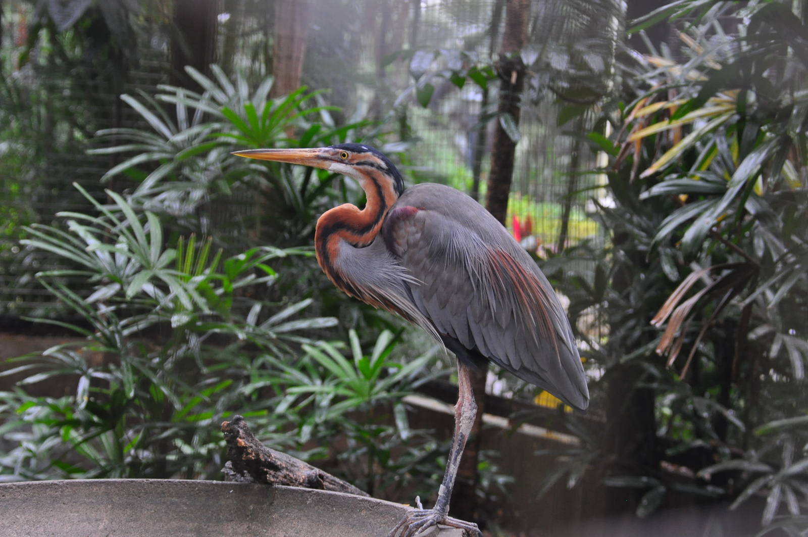 Purple heron/ Ardea purpurea manilensis