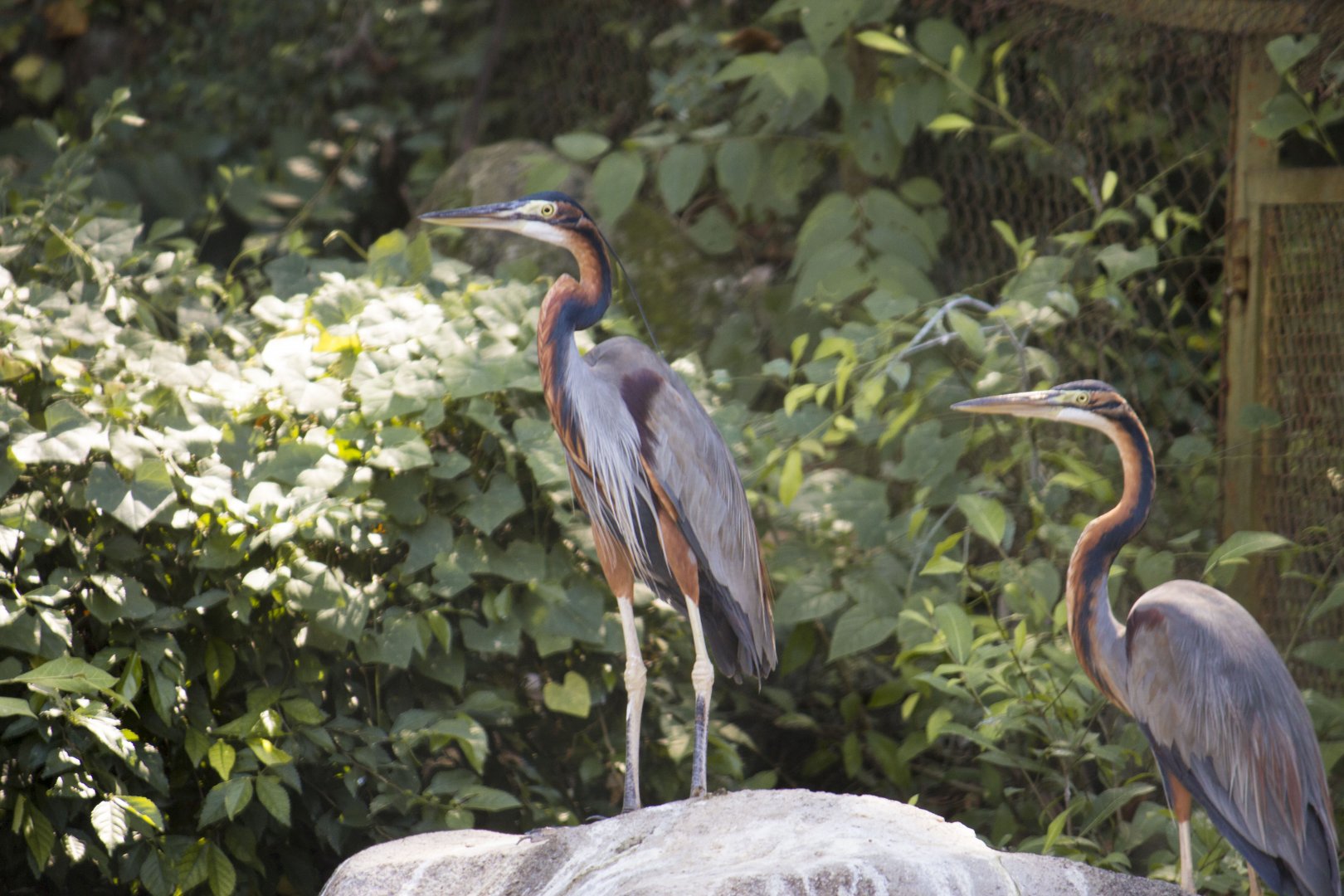 Purple heron, Ardea purpurea manilensis