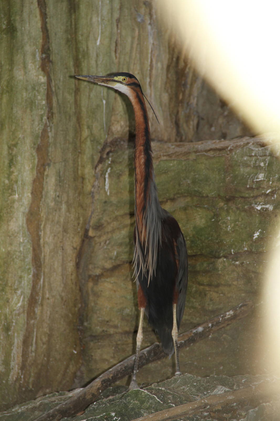 Purple Heron (Ardea purpurea)
