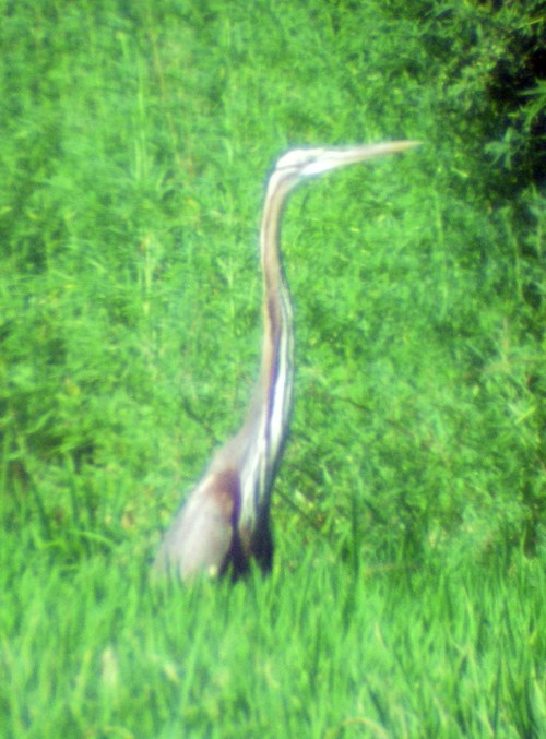 Purple Heron (Ardea purpurea)