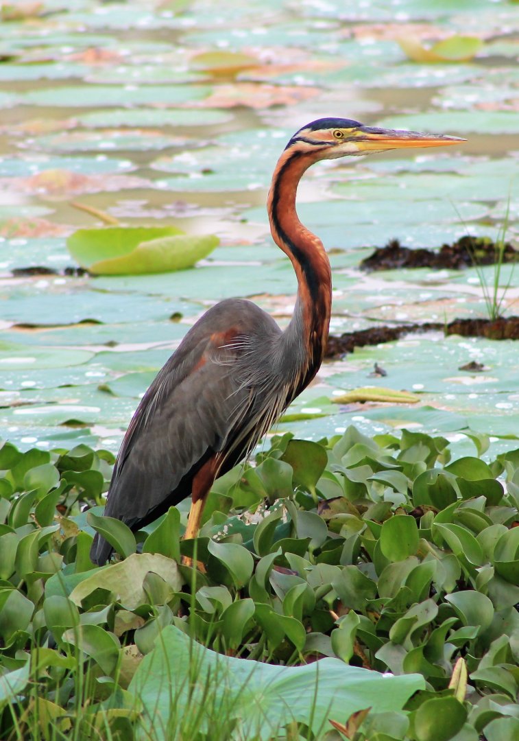 Purple Heron (Ardea purpurea)