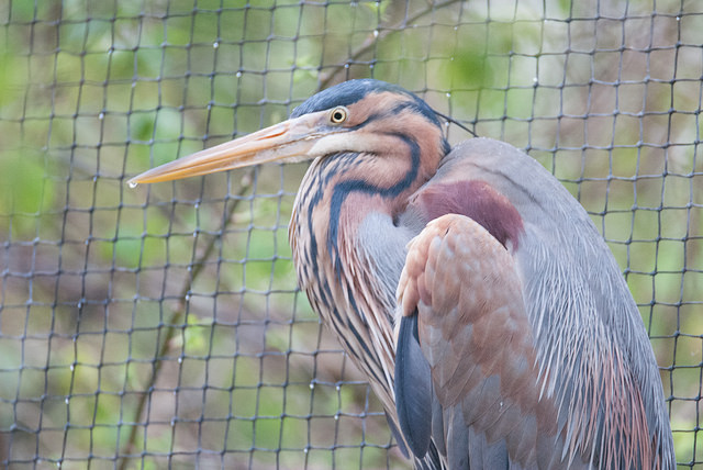 Purple heron (Ardea purpurea)
