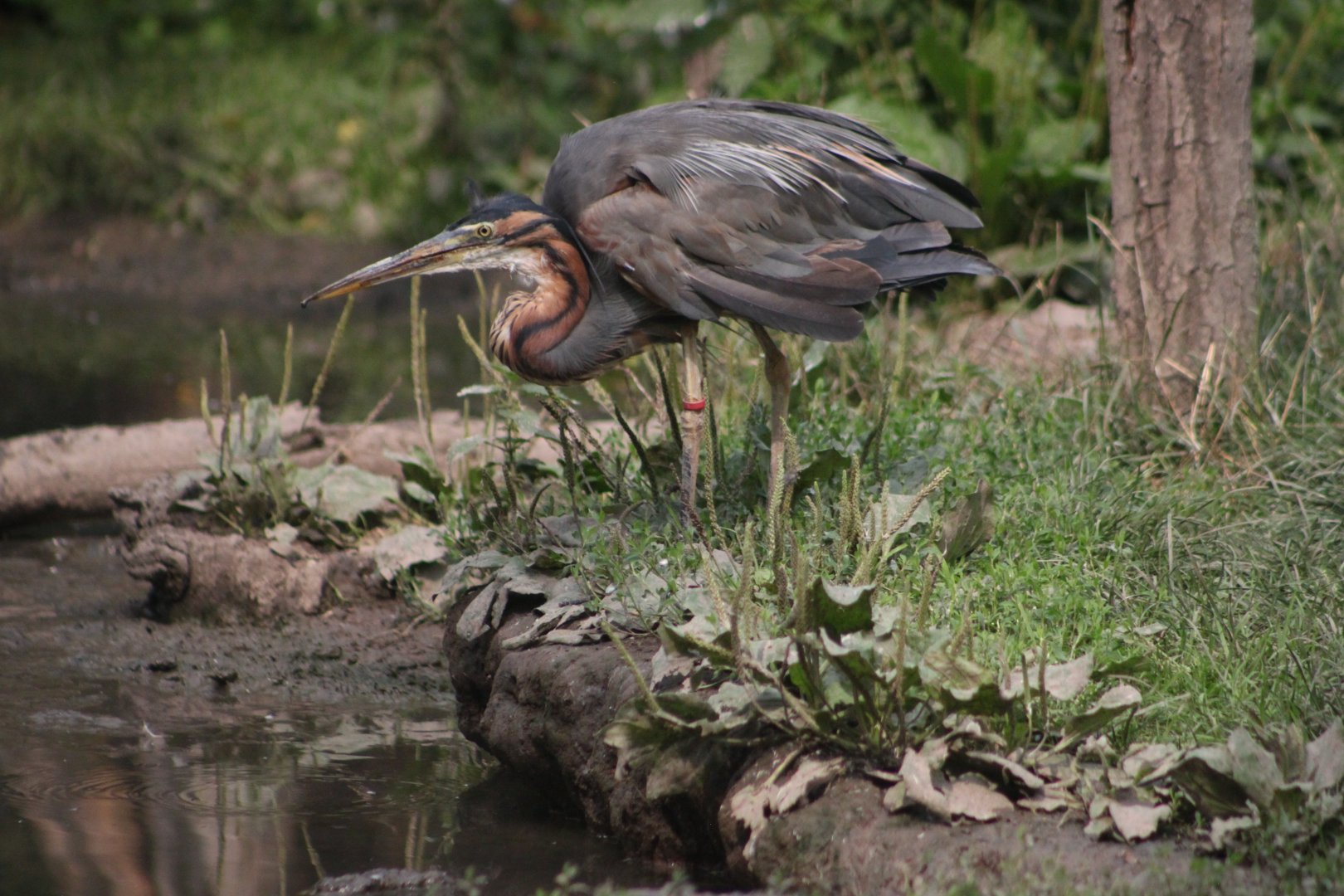 Purple heron (Ardea purpurea)