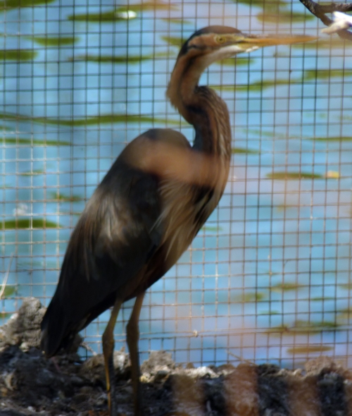 Purple heron (Ardea purpurea)