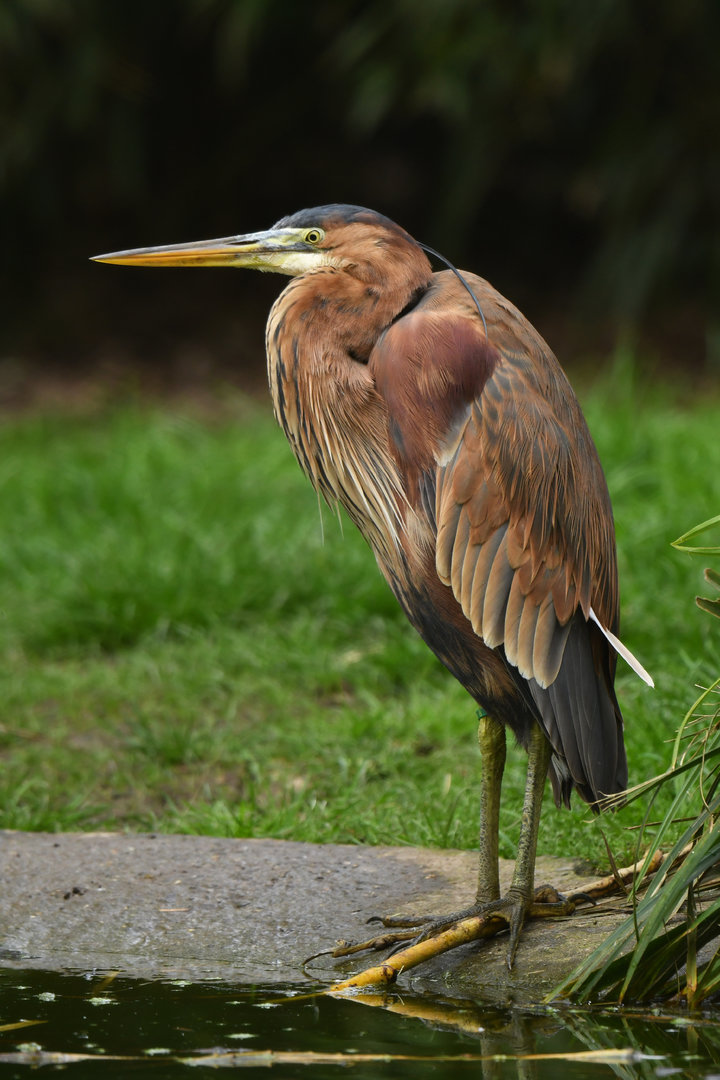 Purple Heron (Ardea purpurea)