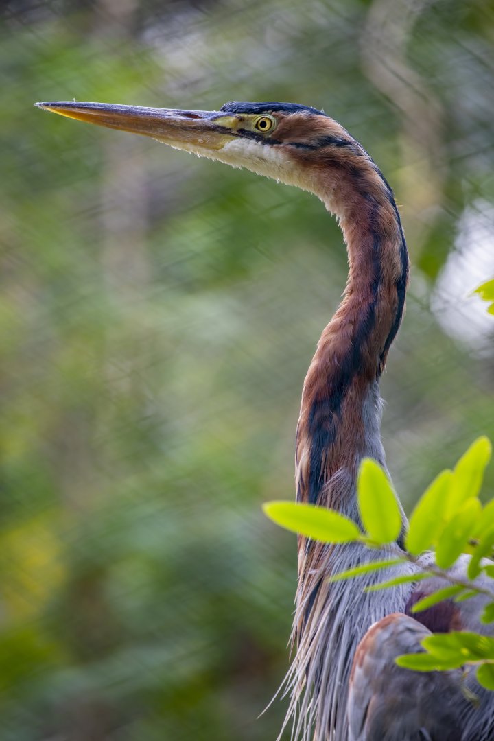 Purple Heron （Ardea purpurea）