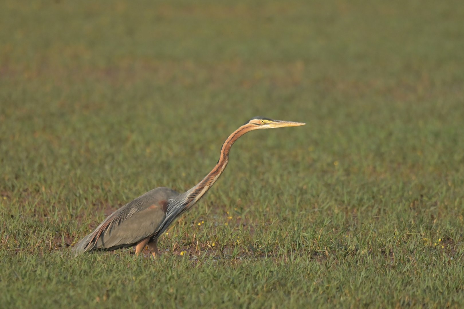 Purple heron Ardea purpurea