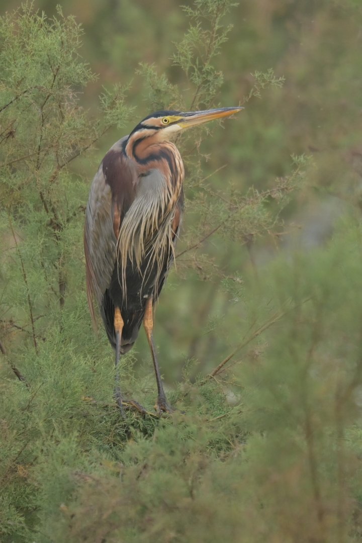 Purple heron Ardea purpurea