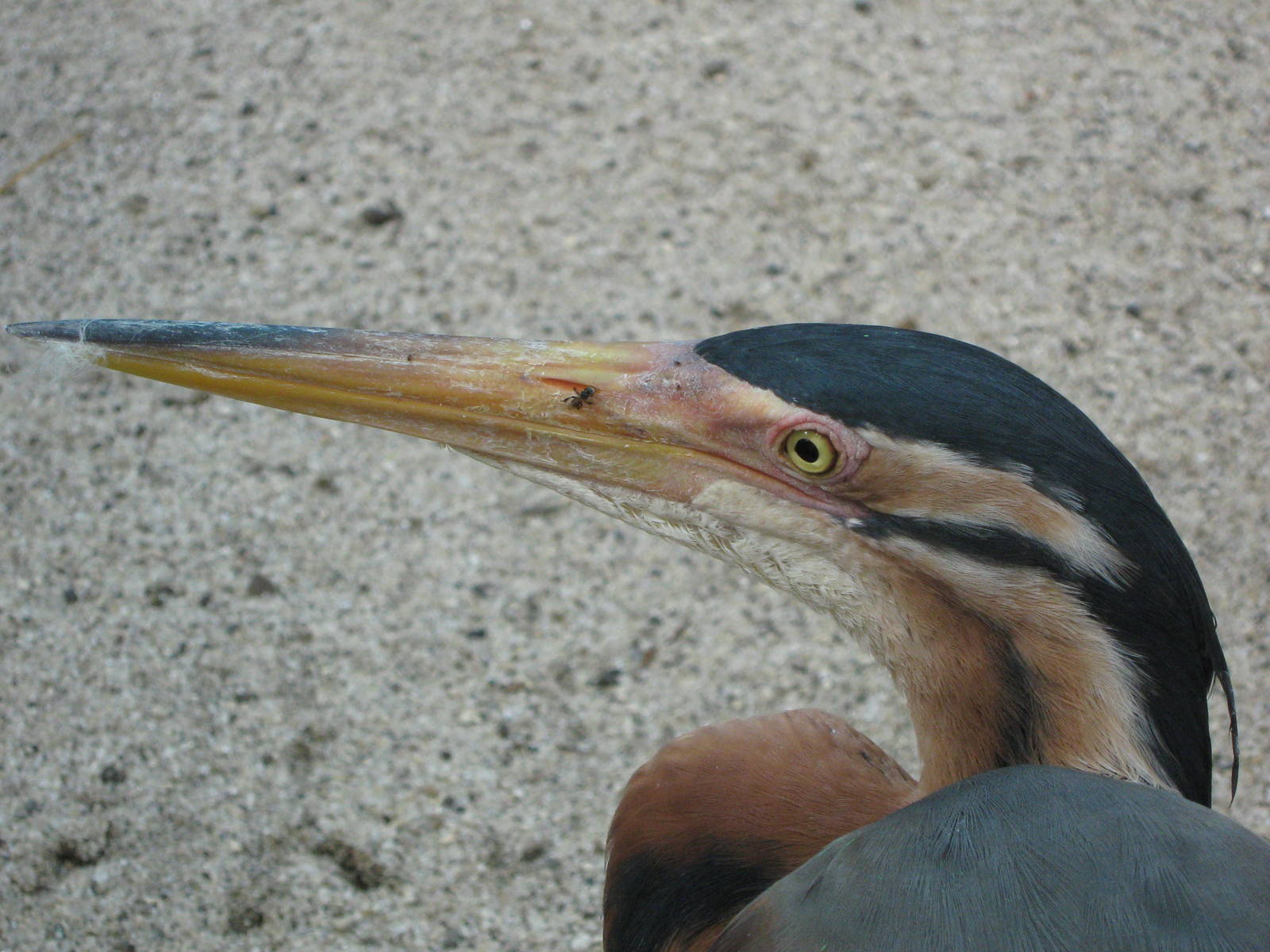 purple heron (Ardea purpurea)