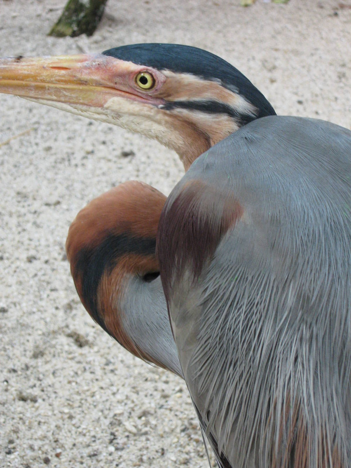 purple heron (Ardea purpurea)