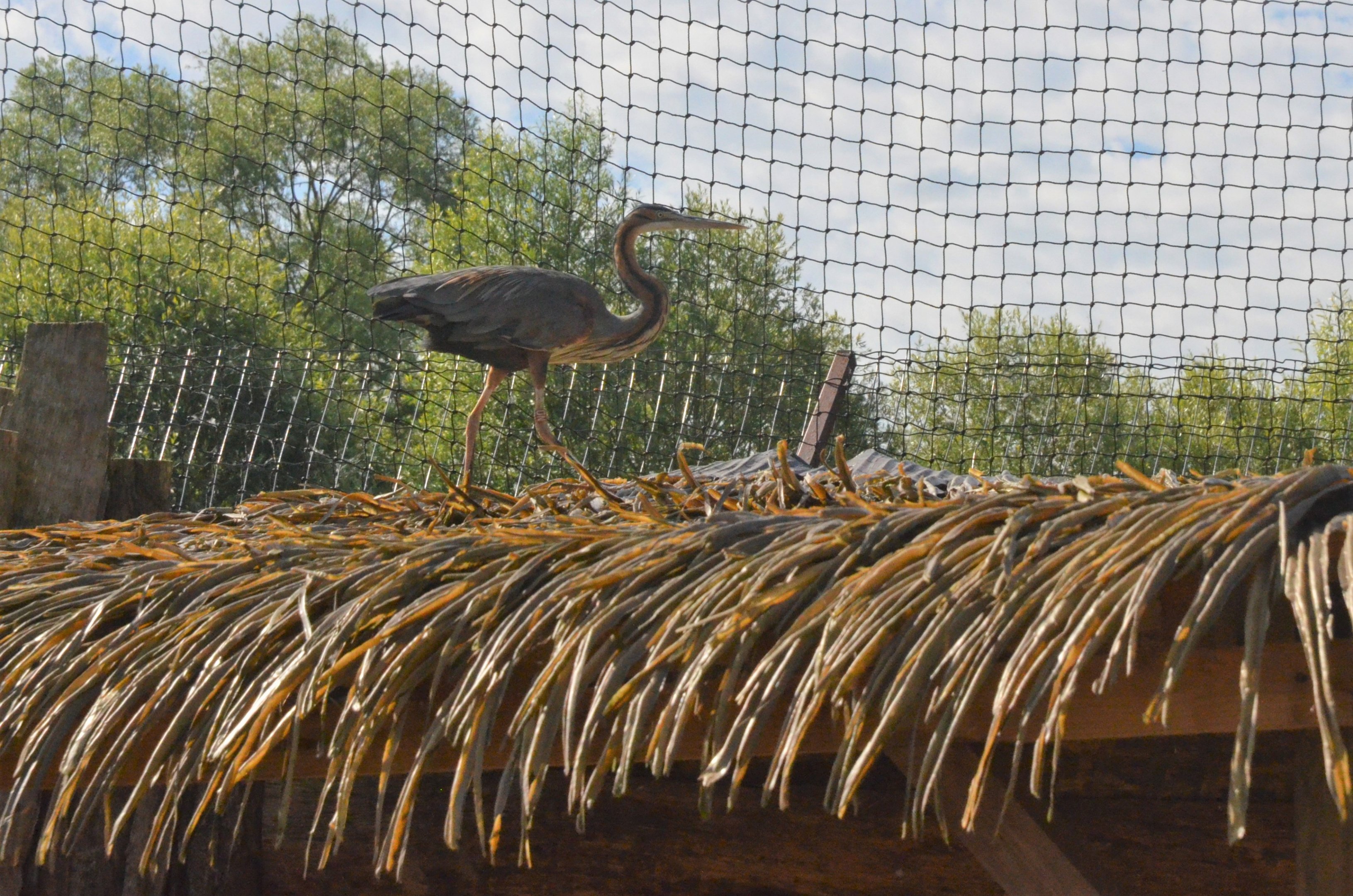 Purple Heron at Biotropica, 16/06/18