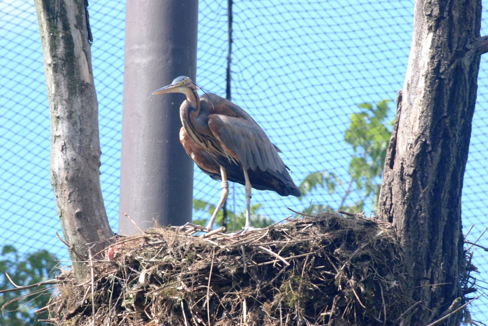 Purple Heron at Dvur Kralove, 27/08/12