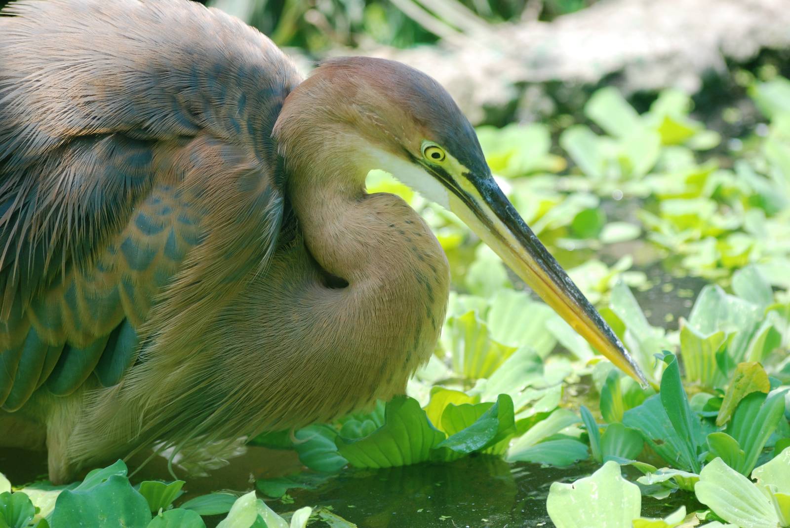 Purple Heron at Saigon Zoo, 16/03/12
