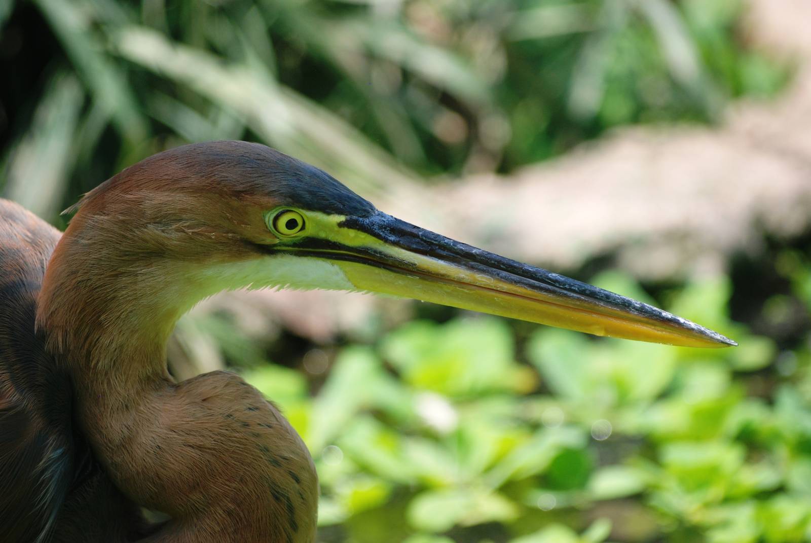 Purple Heron at Saigon Zoo, 16/03/12
