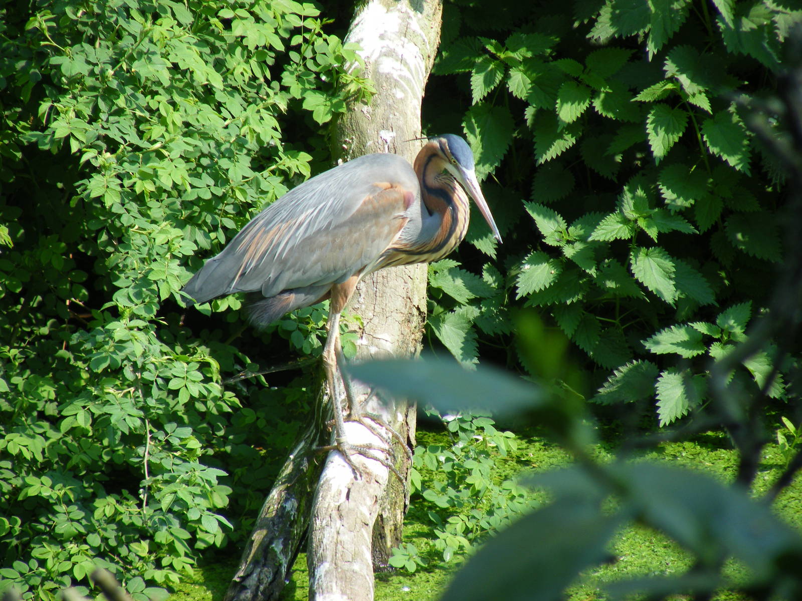 Purple heron at Twycross Zoo, 30 April 2011