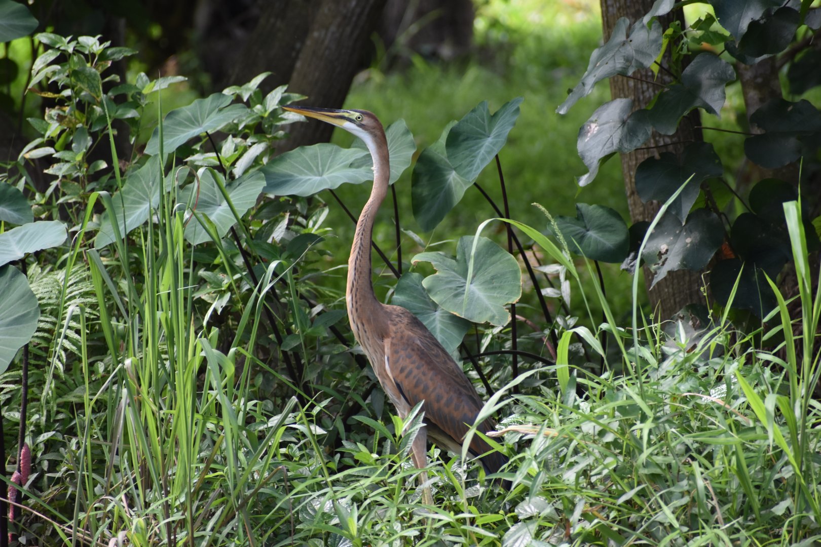 Purple Heron ~ Bishan Ang mo kio Park