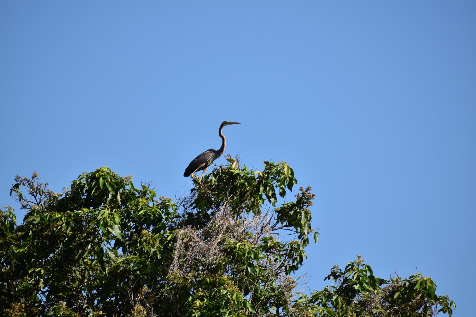 Purple Heron ~ Faber heights park