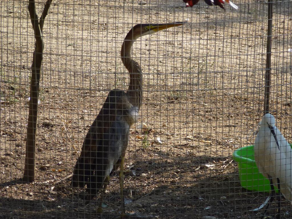 Purple heron, July 2013.
