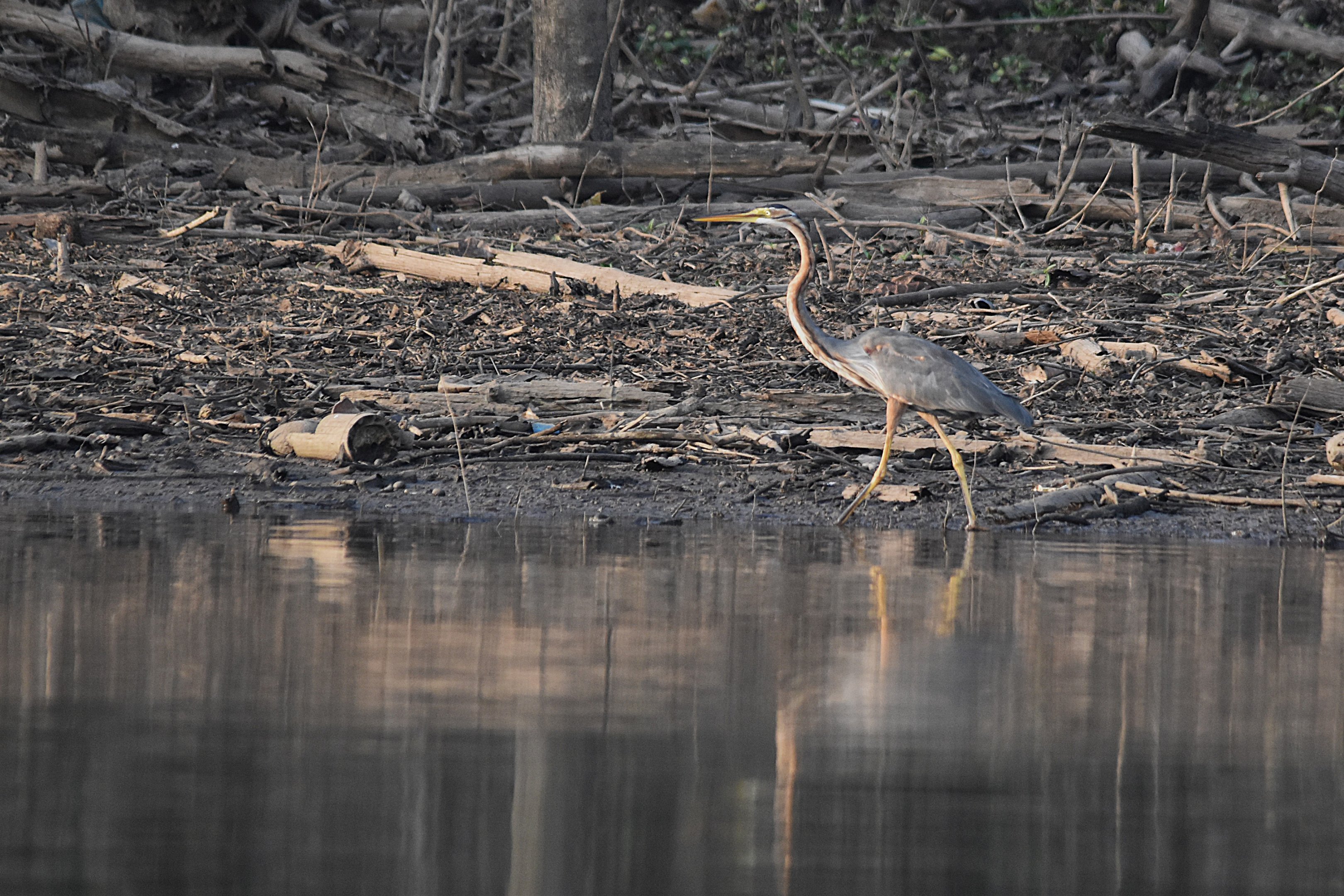 Purple Heron, Kabini River, 21st November 2024