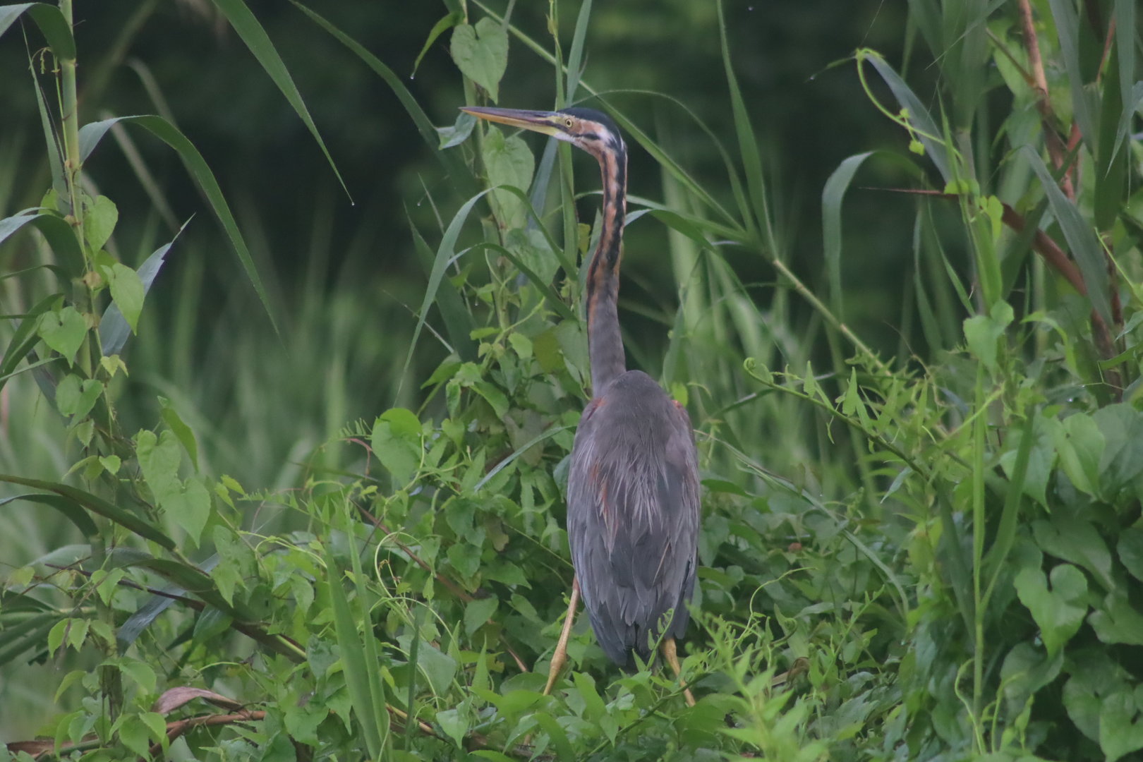 Purple heron - Kinabatangan River, 14 June 2023