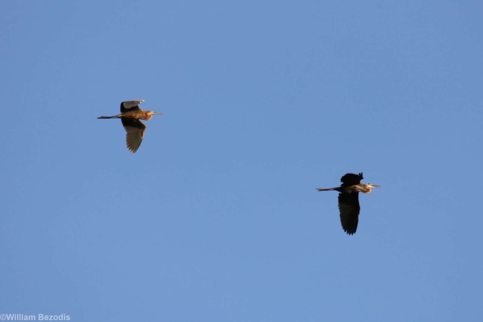 Purple Heron - Kinabatangan