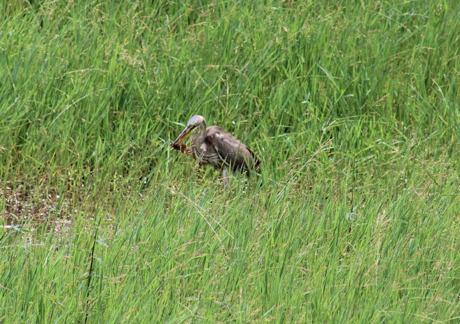 Purple heron with prey