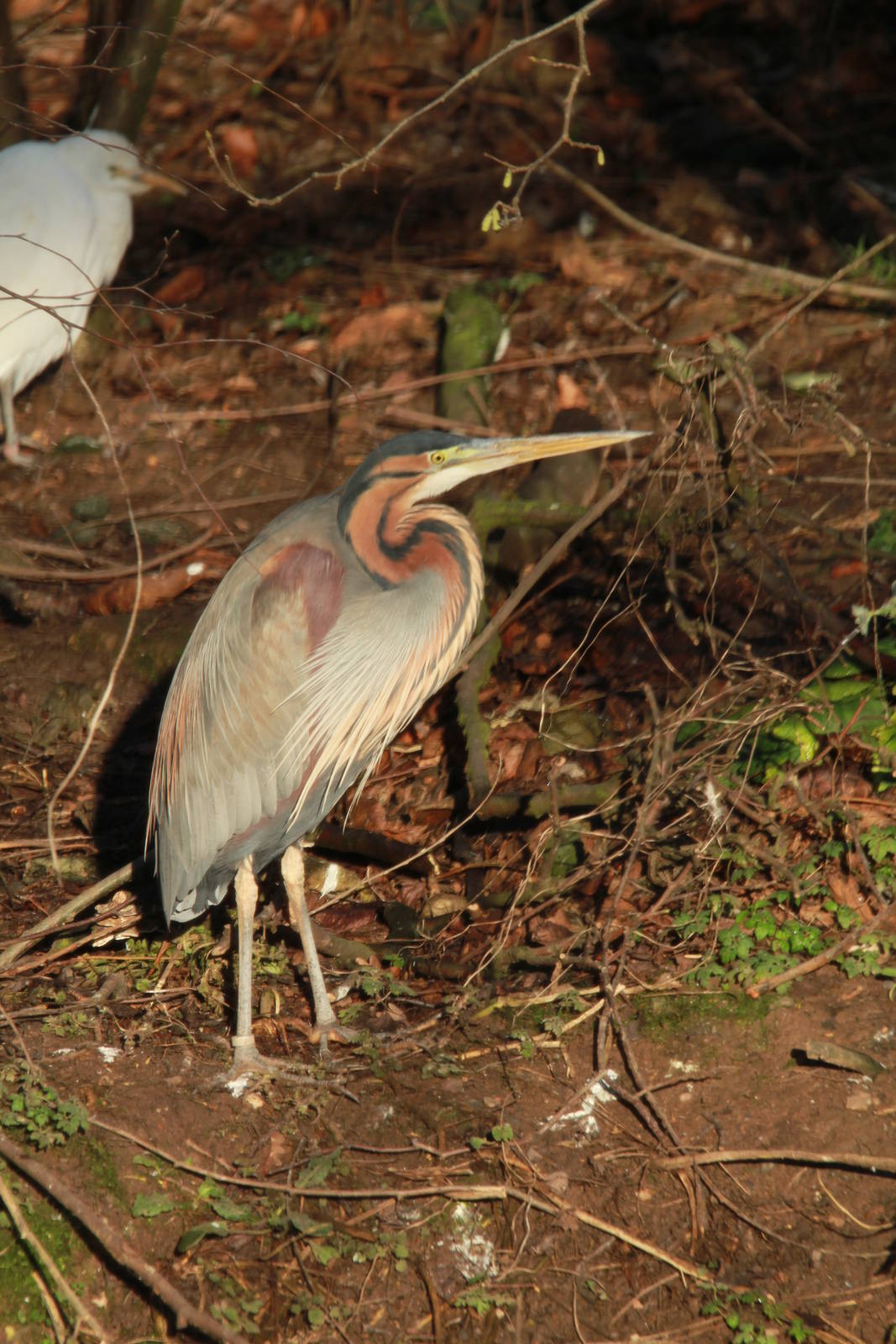 Purple Heron