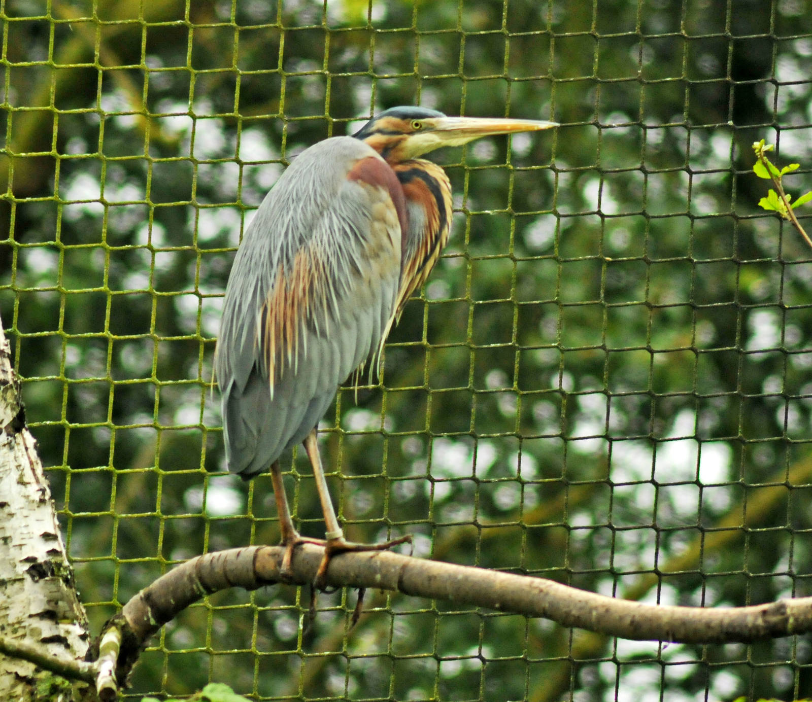 Purple Heron