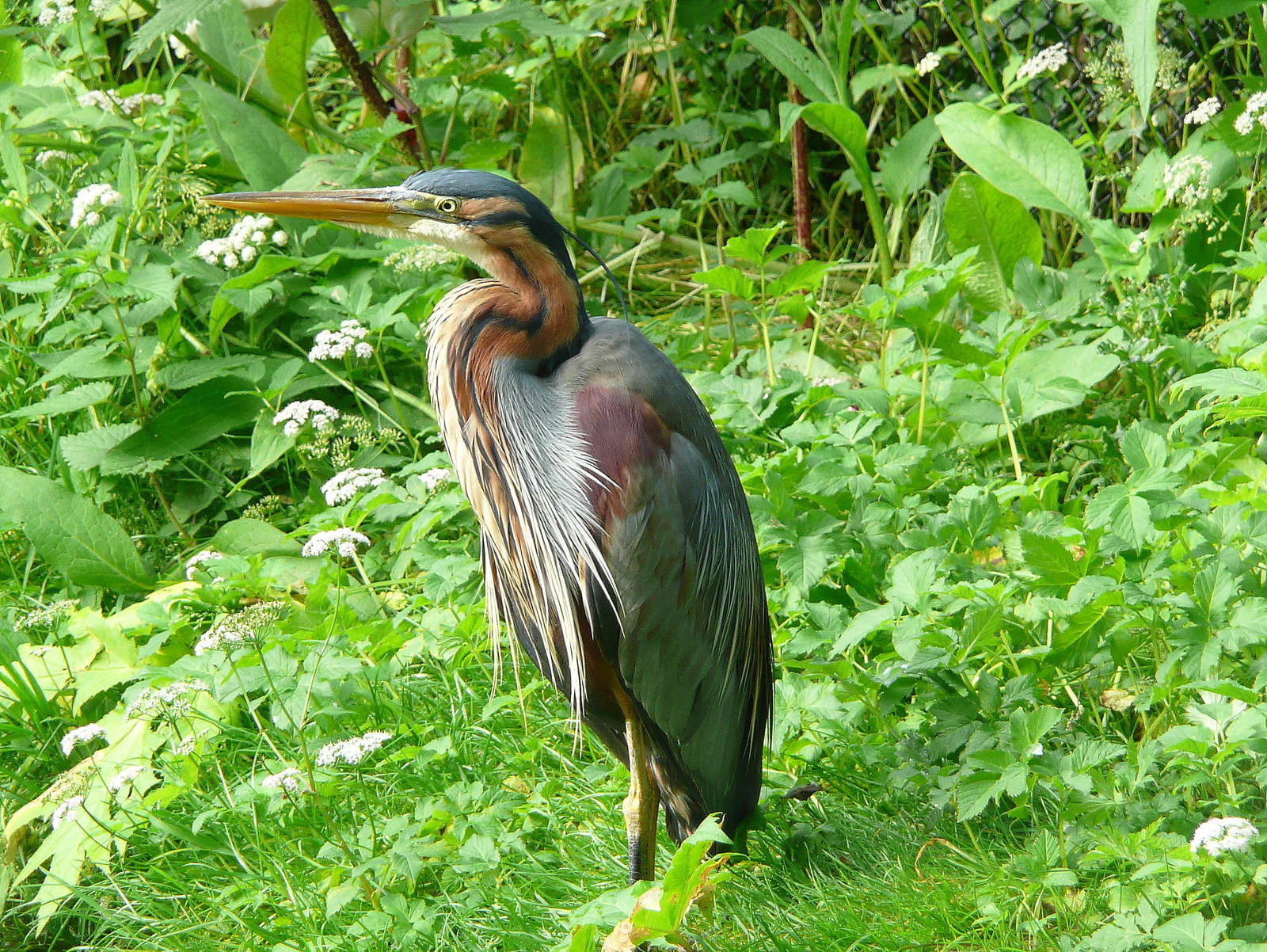 Purple heron