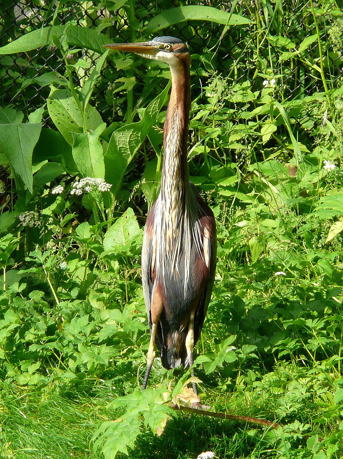 Purple heron