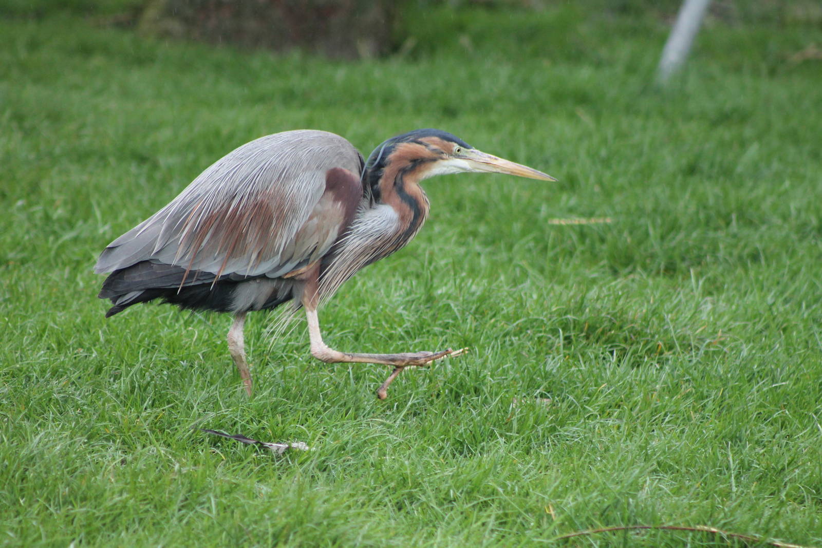 purple heron