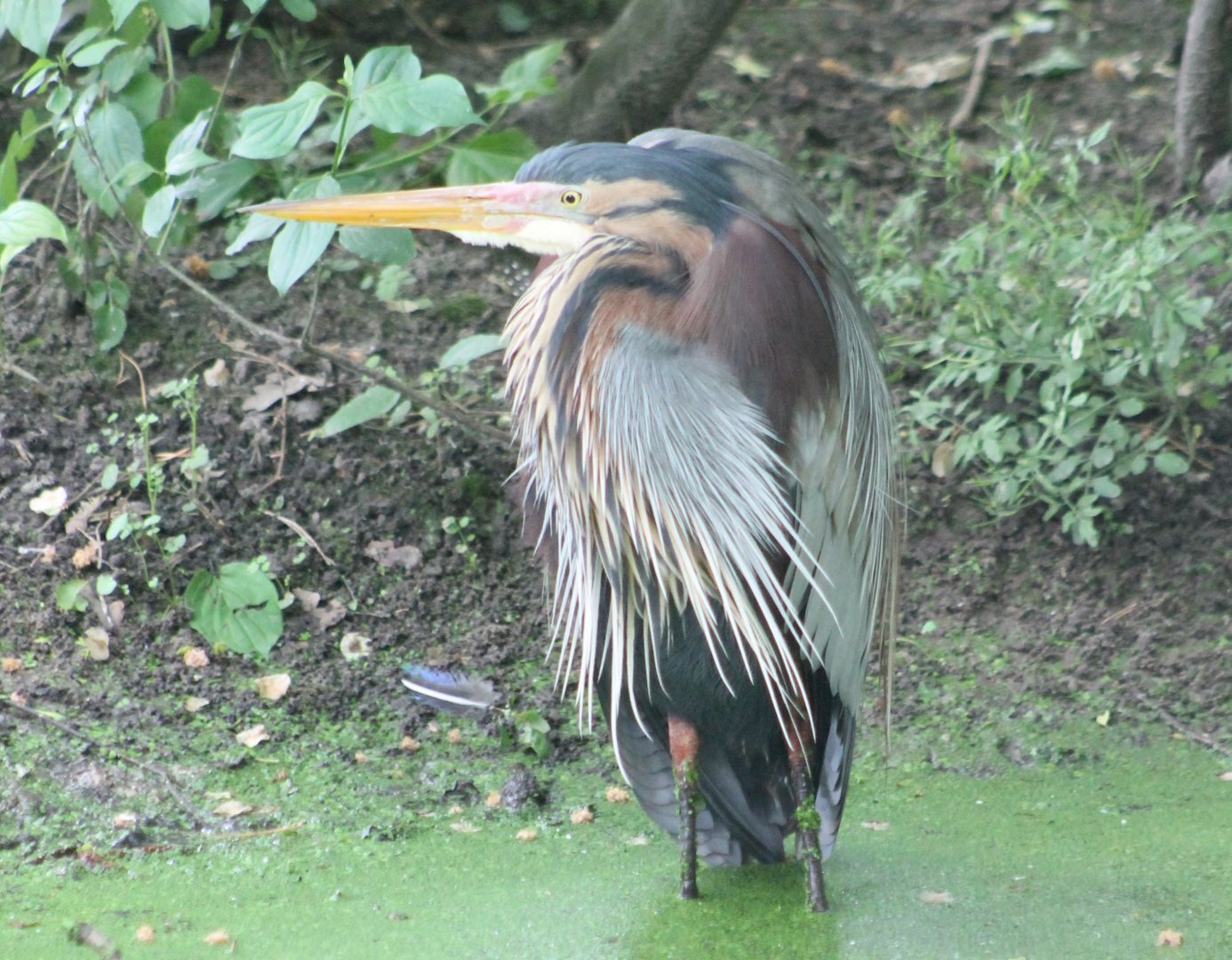 Purple heron