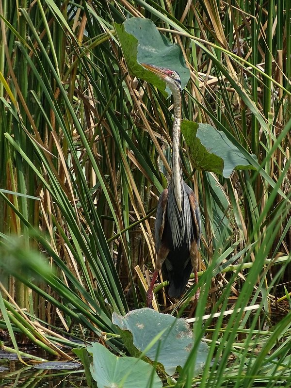 Purple heron