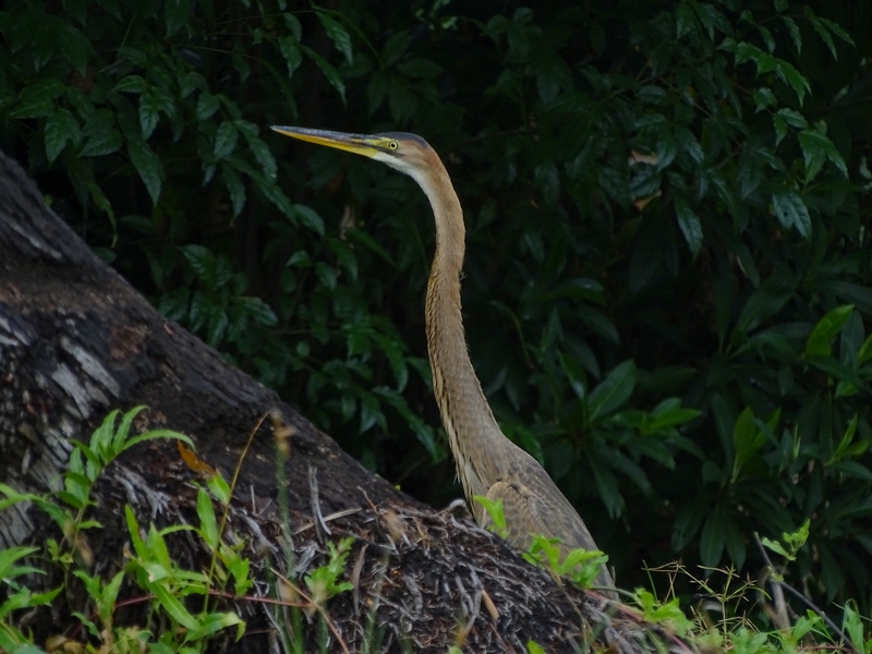 Purple heron