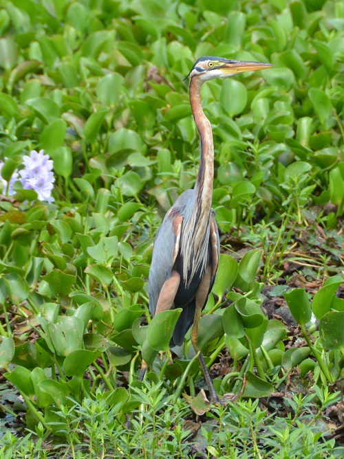 Purple heron